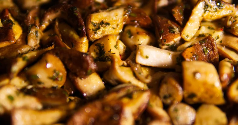 Cuisiner le bolet jaune : mes recettes et astuces