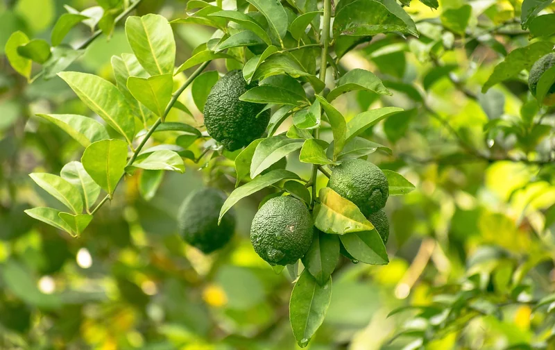 Prévention : les bons gestes pour un citronnier en santé