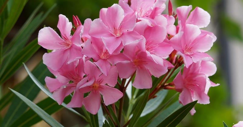 Laurier-rose feuille marron traitement : 5 solutions efficaces