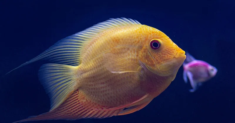 Compatibilité des pierres avec vos poissons