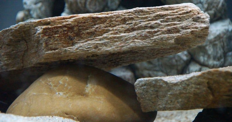 Décoration naturelle : comment mettre pierre dans un aquarium sans stresser vos poissons
