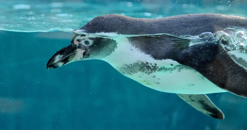 Est-ce que l'aquarium de La Rochelle vaut le coup ?