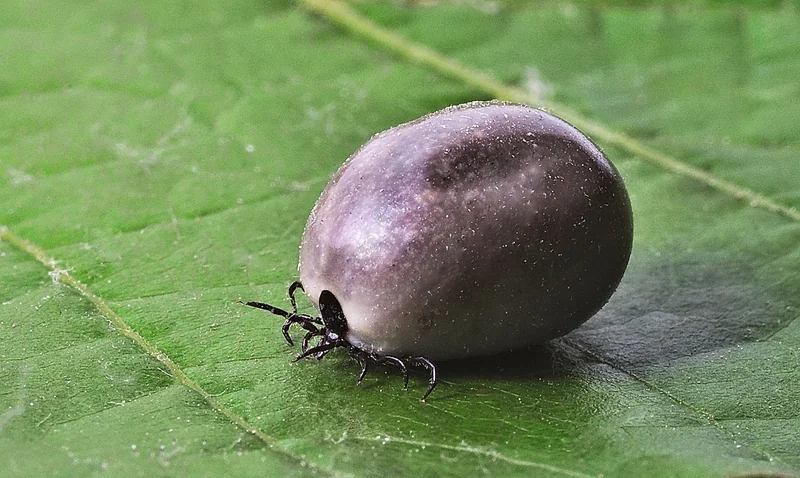Comment identifier l'insecte à partir de vos piqûres