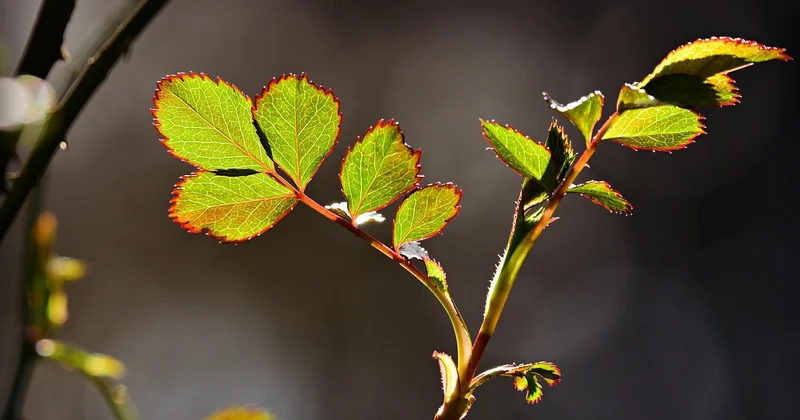 Quand la feuille marron annonce un problème sous la terre