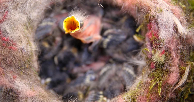 Comment la mésange nourrit-elle ses oisillons ?