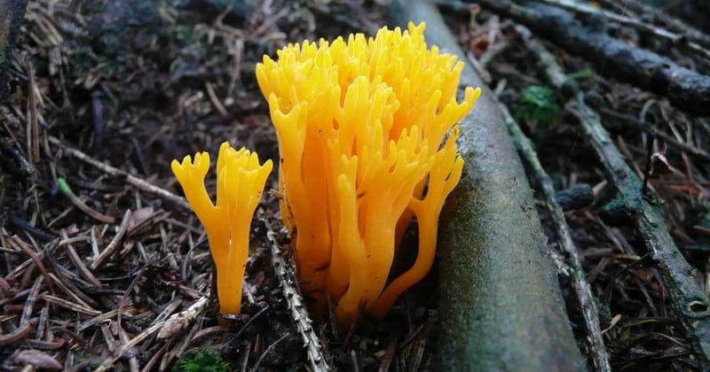 Le bolet jaune, un champignon délicieux à reconnaître sans se tromper
