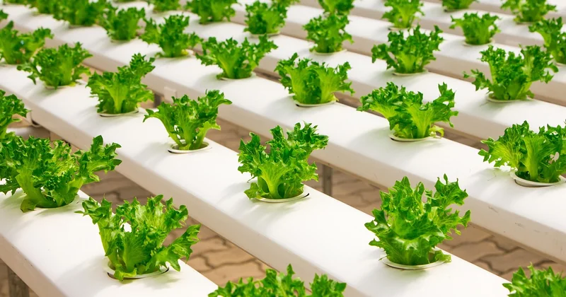 ElectroLED pour l'agriculture et la serre : de quoi parle-t-on vraiment ?