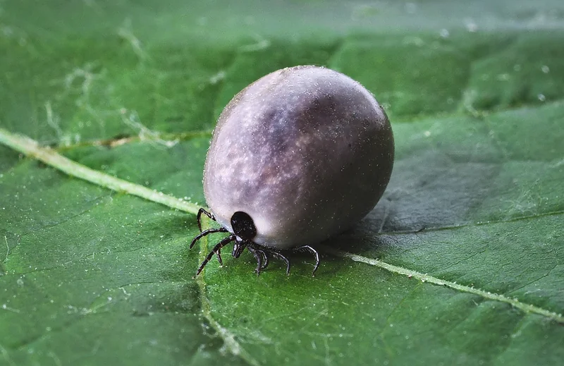 Le top 5 des insectes qui piquent la nuit