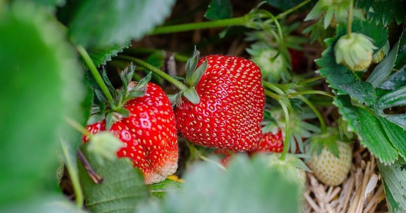 Comment poussent les fraises : le guide surprenant du potager