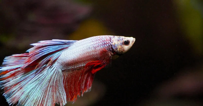 Quelles sont les nouveautés de l'Aquarium de La Rochelle ?