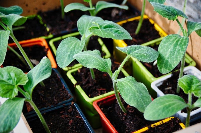 Les secrets de mon jardinier bio pour un potager florissant en 2026