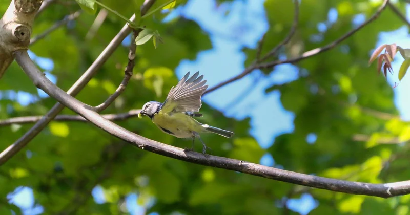 L'évolution d'un oisillon mésange : de la boule rose à l'envol