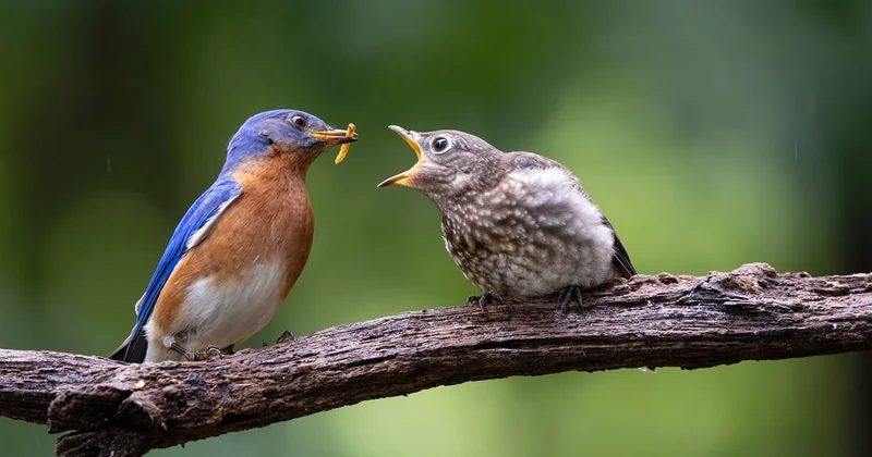 Comment nourrir un oisillon mésange : le protocole exact