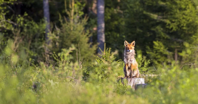 Le mois qui suit : rester vigilant